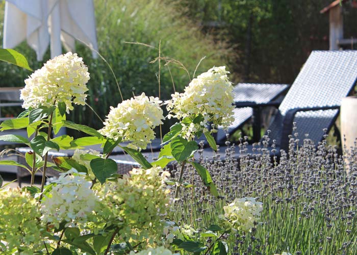 Gartengestaltung durch Bepflanzung am Pool